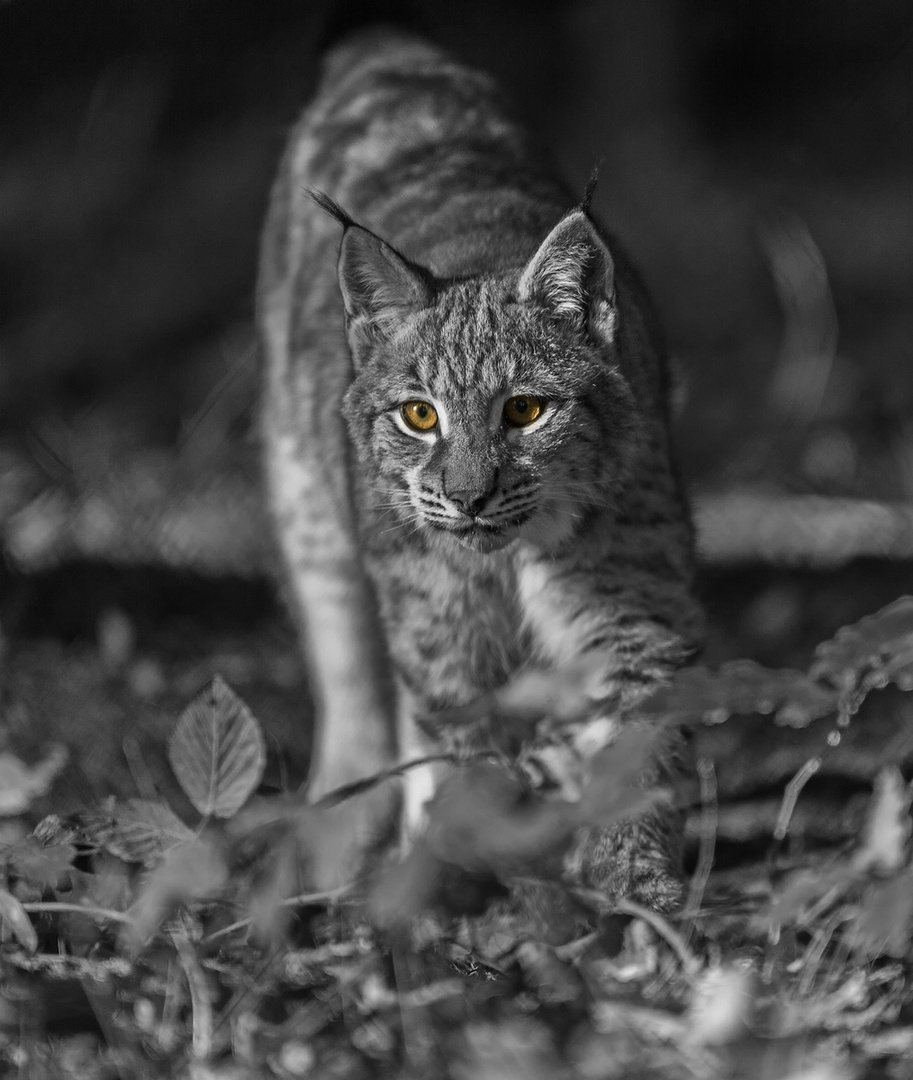 Luchs schwarz weiß 2