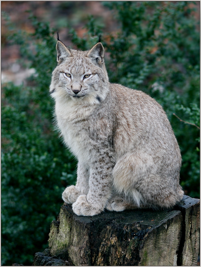 Luchs, sei wachsam (Lynx lynx)