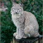 Luchs, sei wachsam (Lynx lynx)
