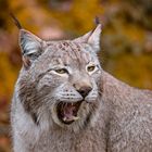 Luchs sérieuse 