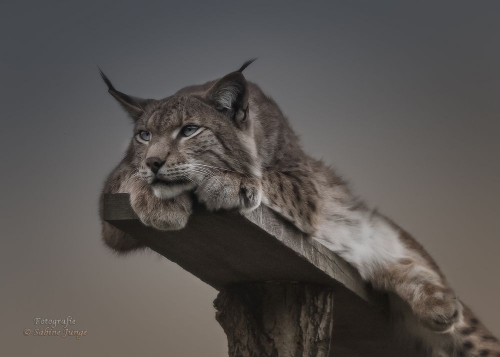 Luchs... seriös