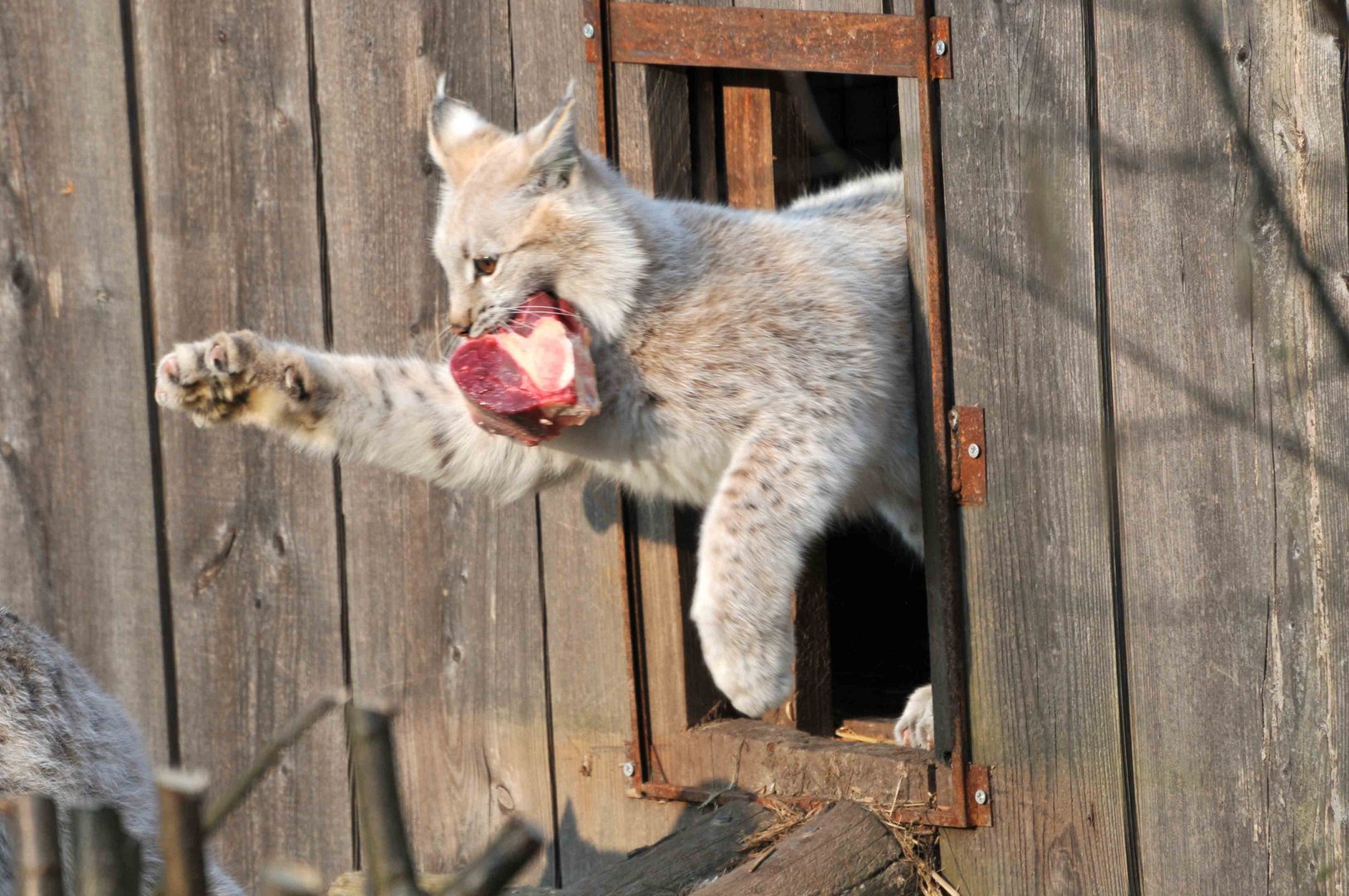 Luchs Siegessicher