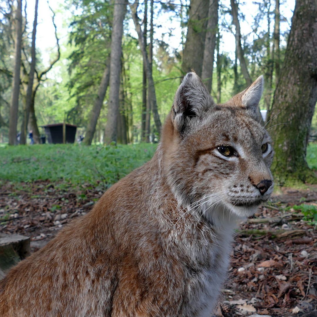 Luchs  sieht die Tiere des Waldes