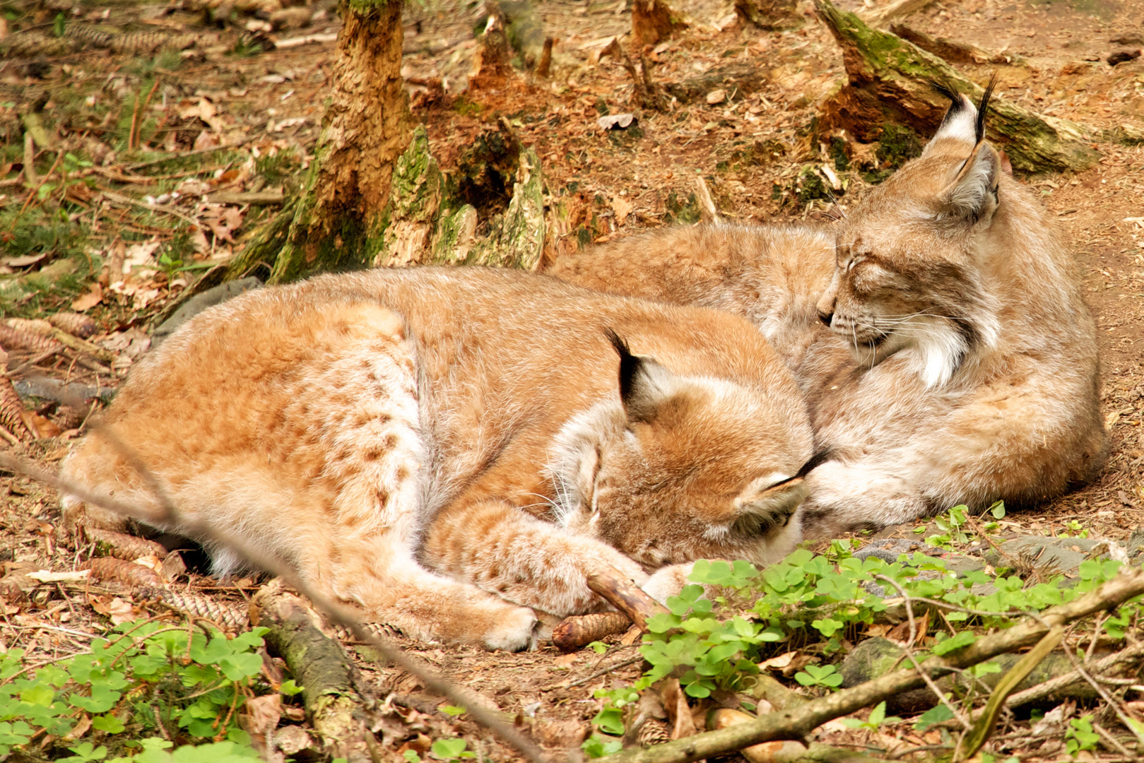 Luchs-Siesta die Erste...