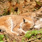 Luchs-Siesta die Erste...