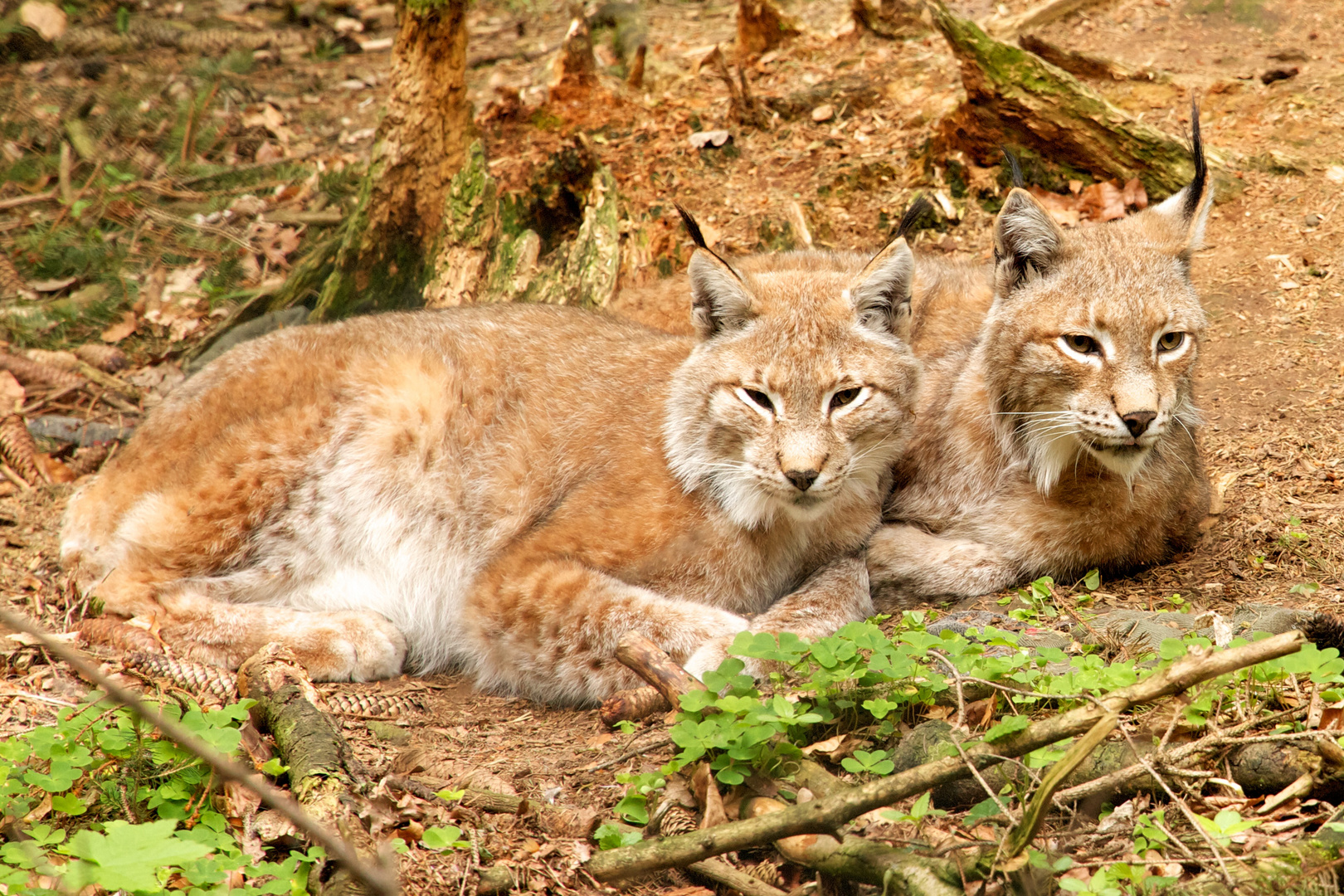 Luchs-Siesta die Zweite...