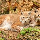 Luchs-Siesta die Zweite...