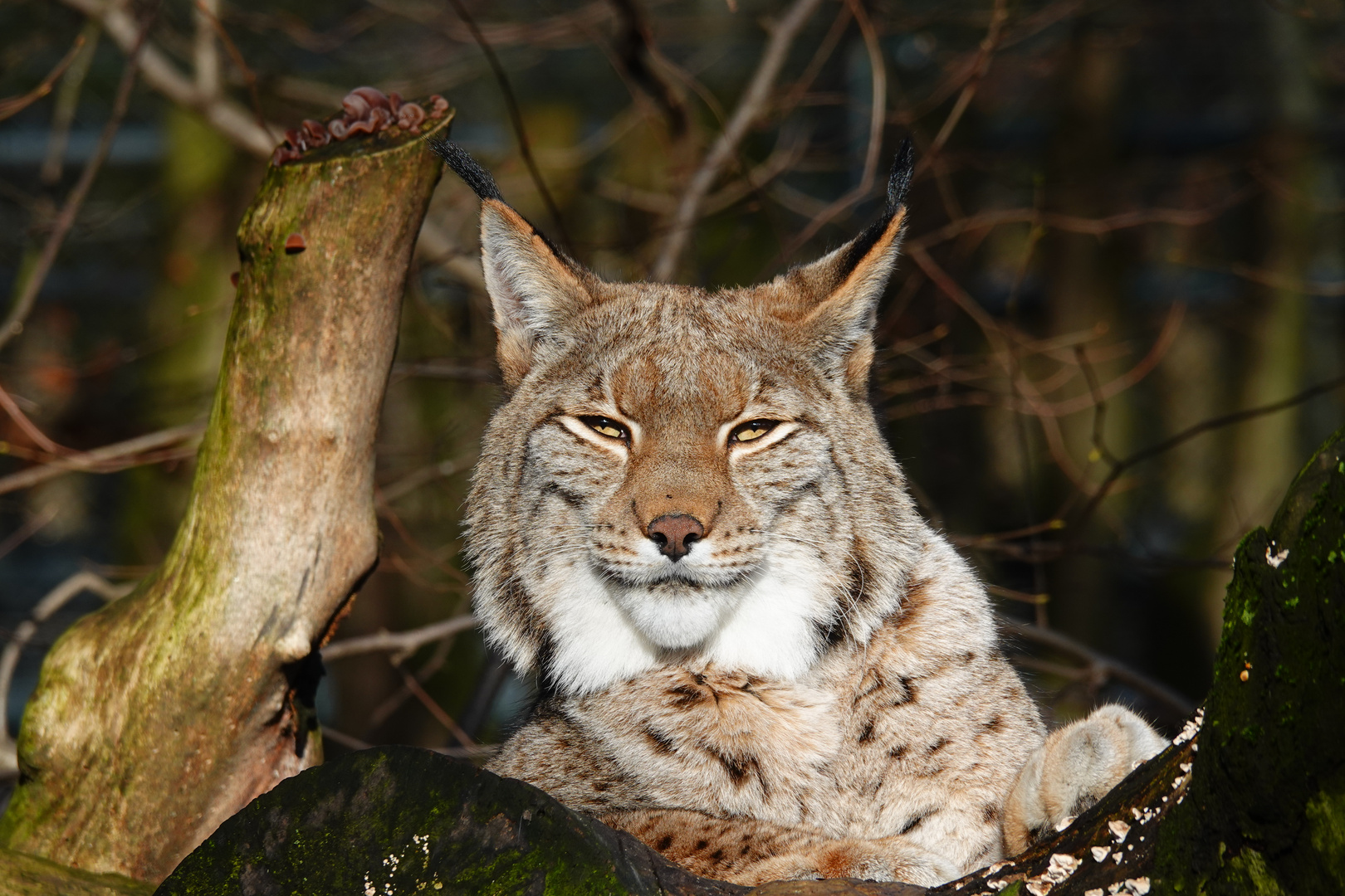 LUCHS - smile ;-))