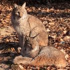 Luchs - Sonnenbad bei -10°C