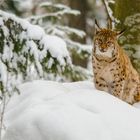 Luchs spitzt die Zunge