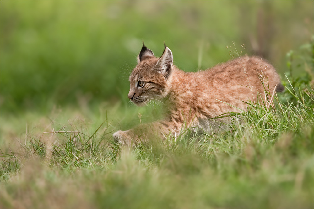 luchs - streifzug