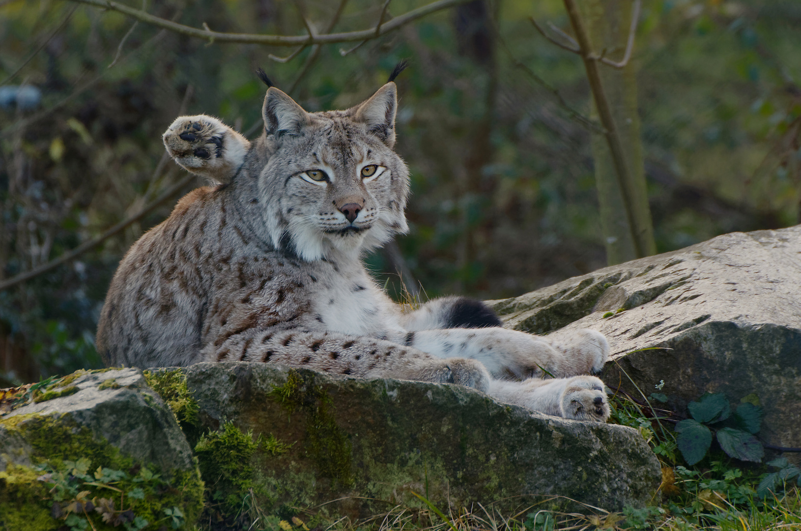 Luchs Tai Chi: "Die Pfote die zum Himmel zeigt"