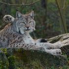 Luchs Tai Chi: "Die Pfote die zum Himmel zeigt"