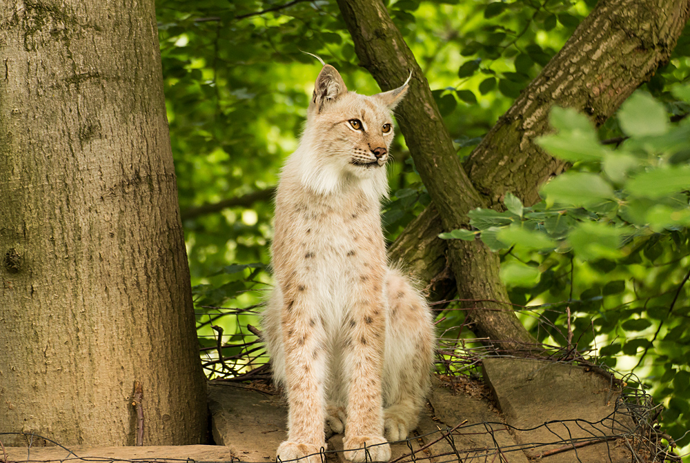 Luchs-Teenager