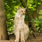 Luchs-Teenager