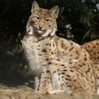 Luchs-Teenie