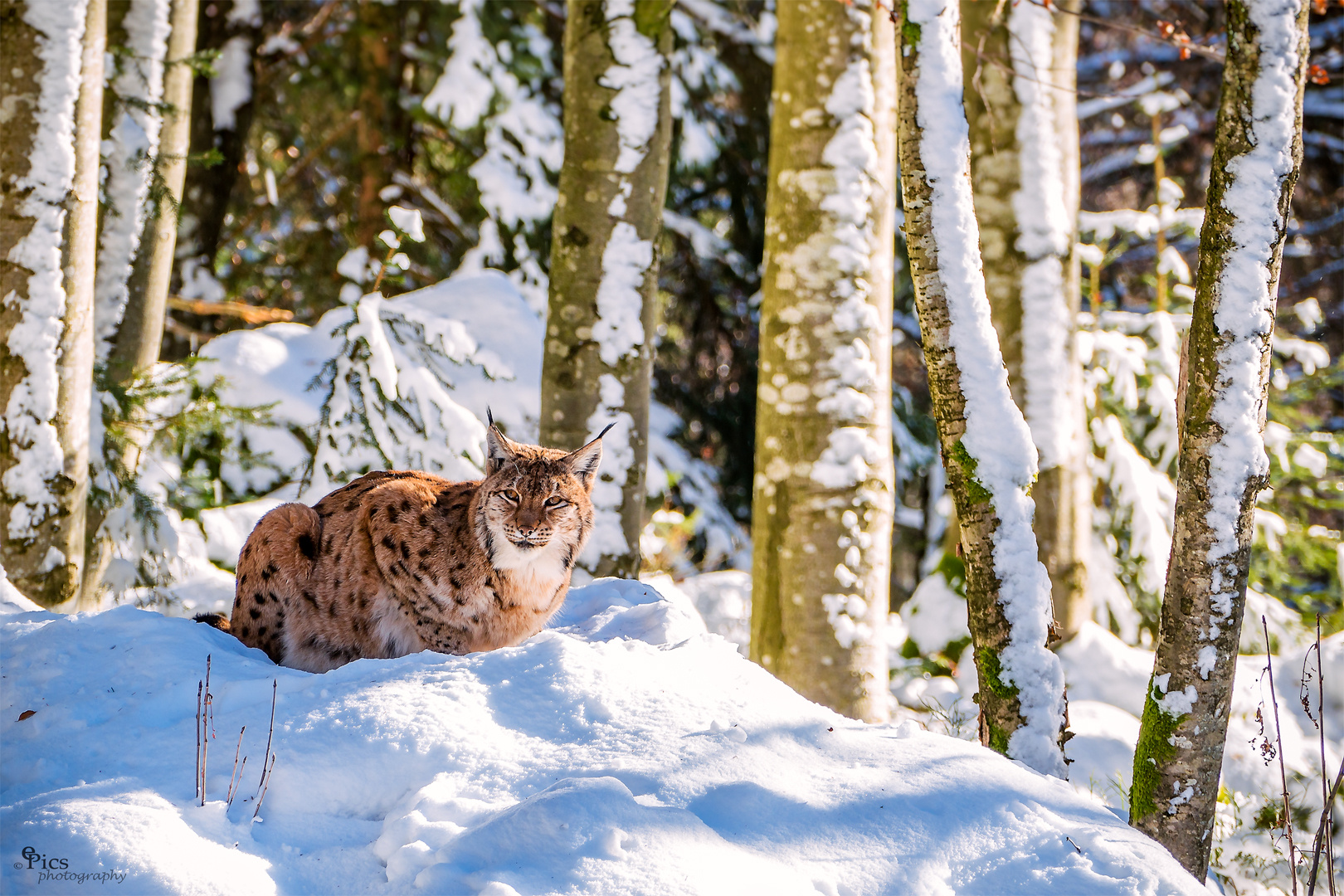 Luchs - Tiere160