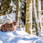 Luchs - Tiere160