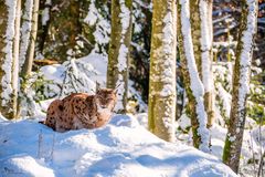 Luchs - Tiere160