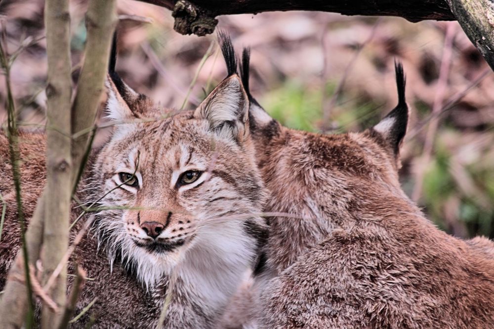 Luchs Tierpark Lange Erlen - Kinderstube / Jungtiere - Sozialpflege