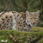 Luchs Tierpark Lohberg 1