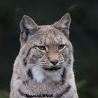 Luchs Tierpark Lohberg 2