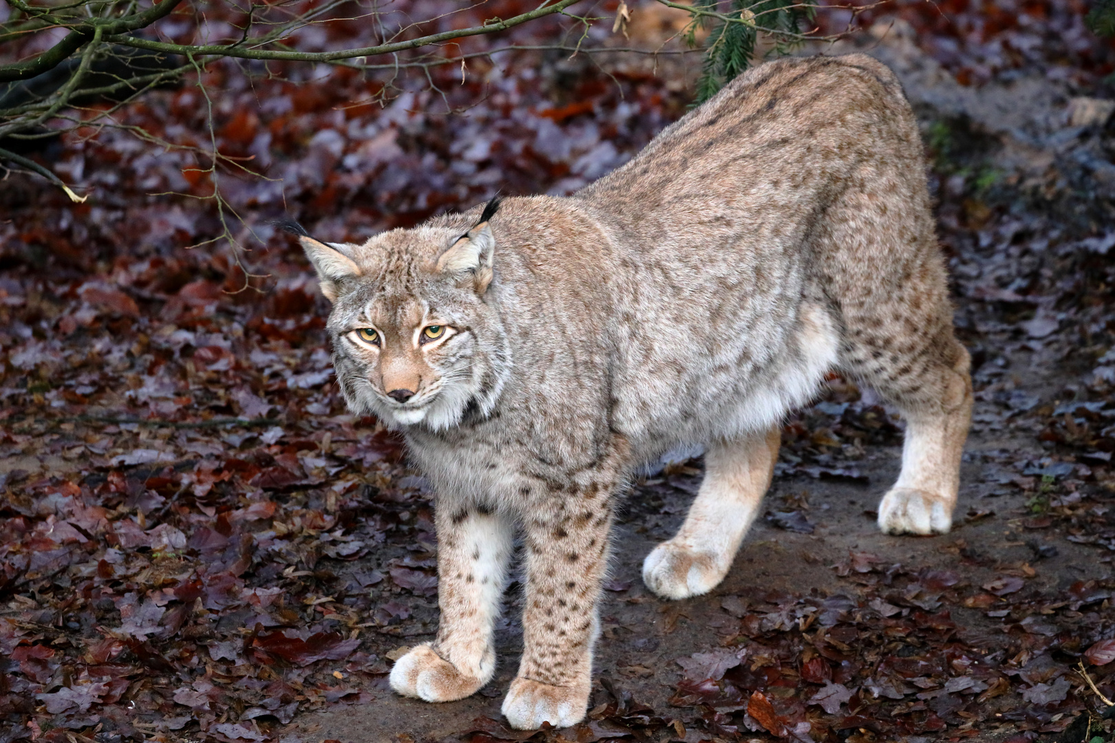 Luchs - Tierpark Olderdissen (01)