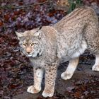 Luchs - Tierpark Olderdissen (01)