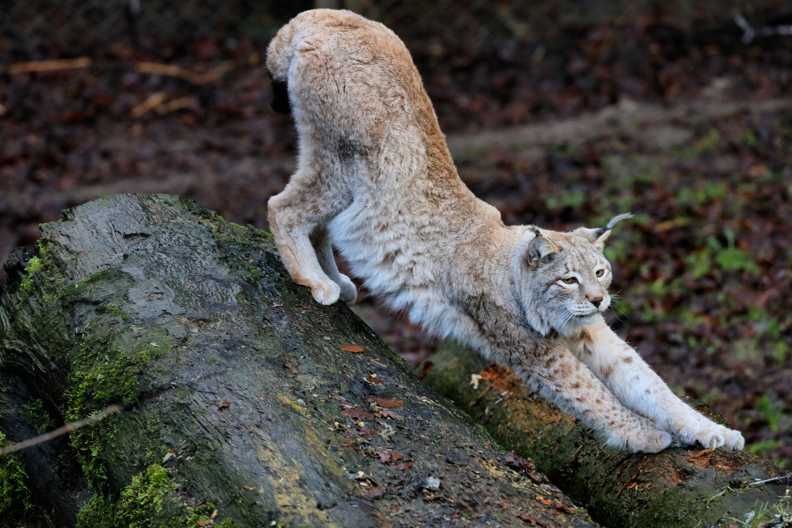 Luchs - Tierpark Olderdissen (02)