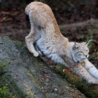 Luchs - Tierpark Olderdissen (02)