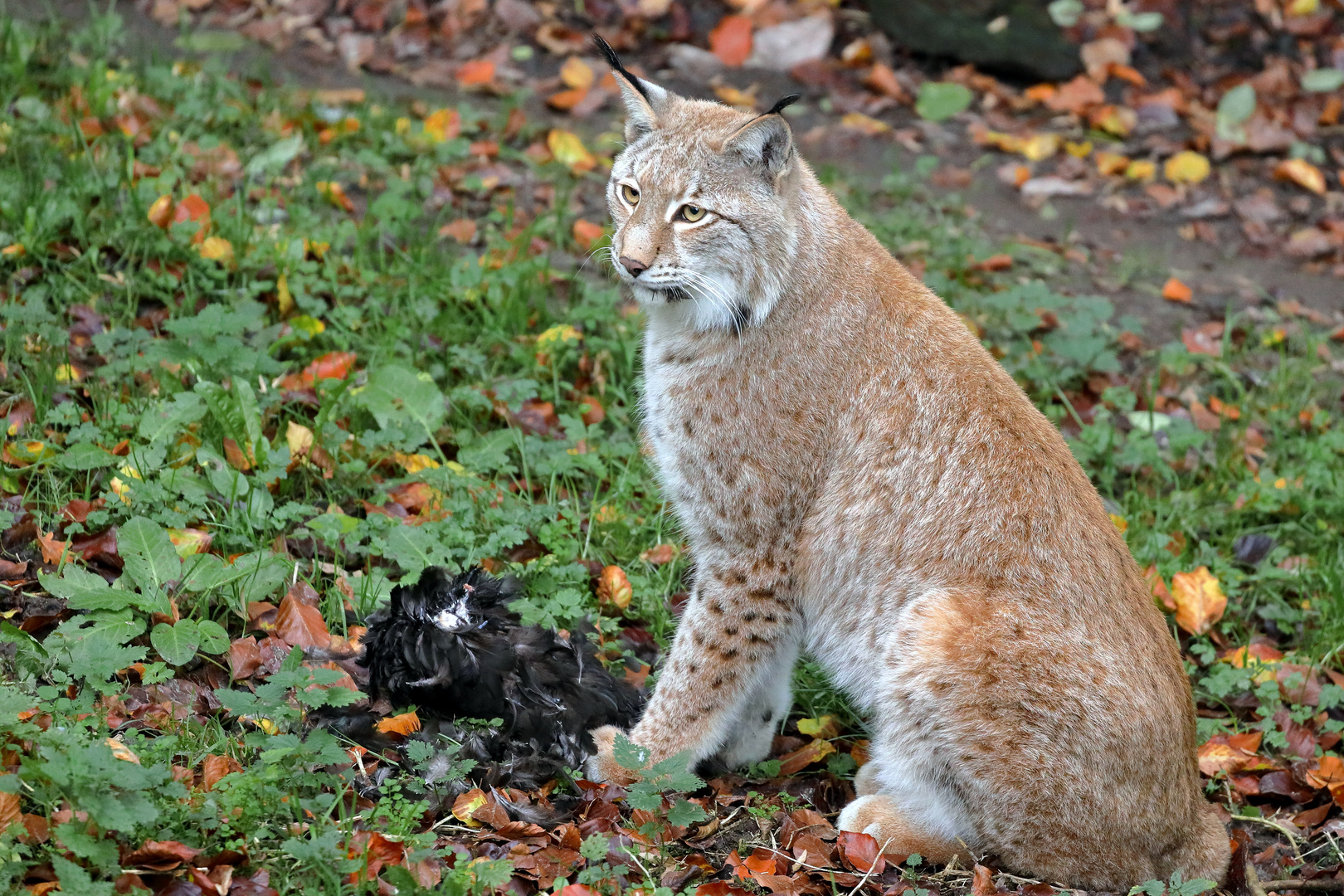 Luchs - Tierpark Olderdissen