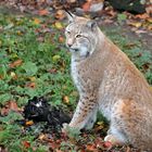 Luchs - Tierpark Olderdissen