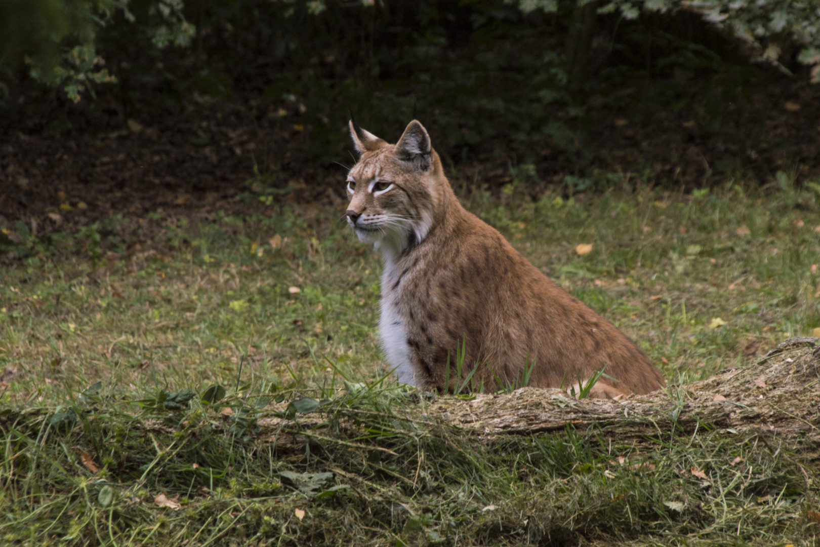 Luchs - Tierpark Sababurg