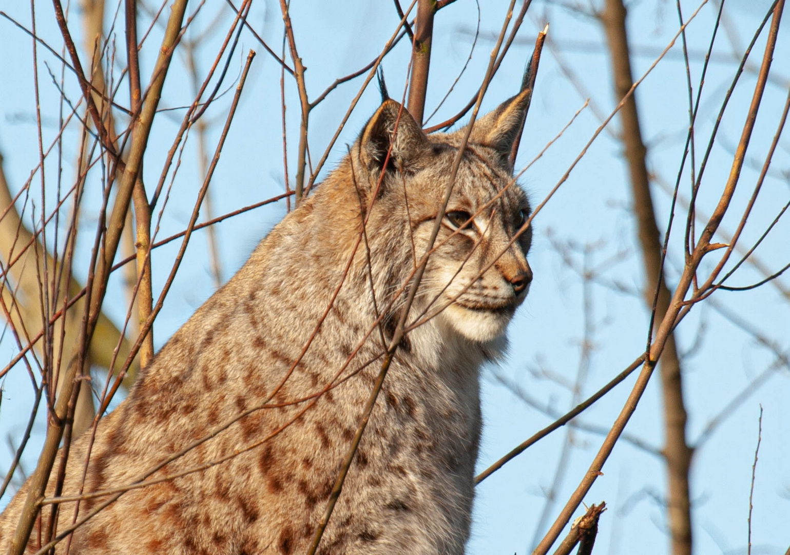 Luchs (Tierpark Wismar) 2