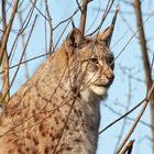 Luchs (Tierpark Wismar) 2