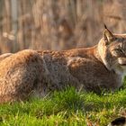 Luchs (Tierpark Wismar) 3