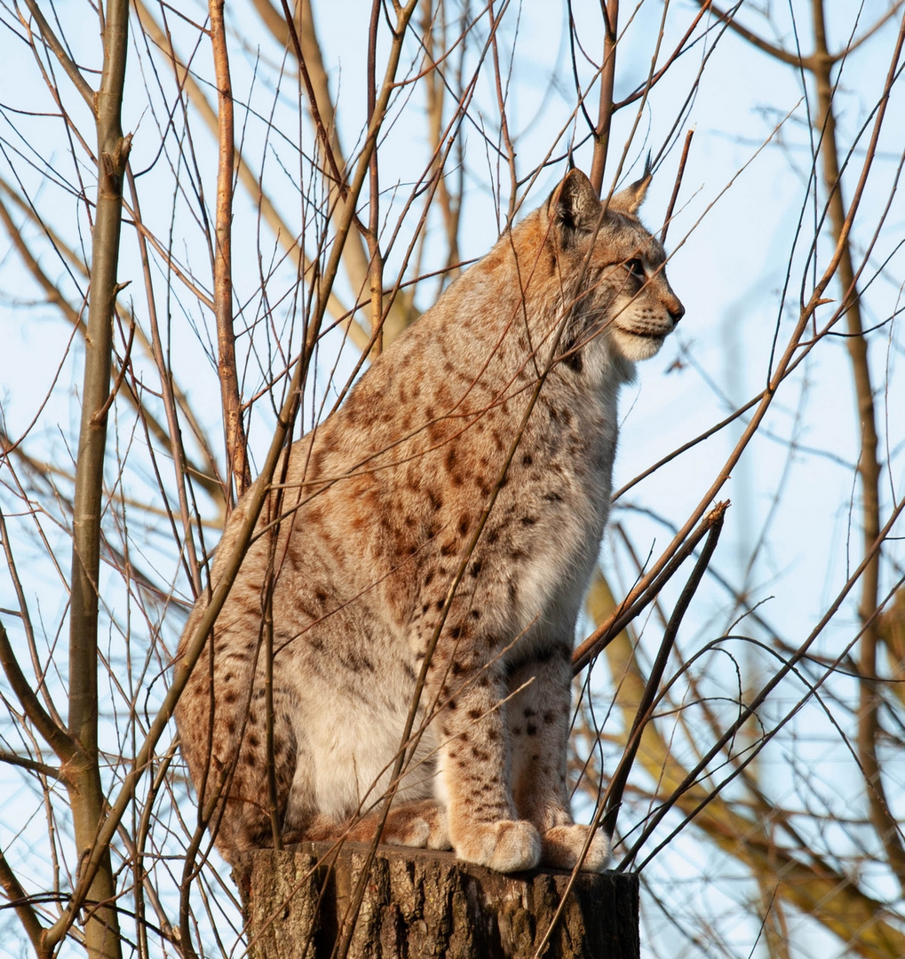 Luchs (Tierpark Wismar)