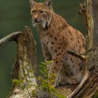 Luchs Titus_3