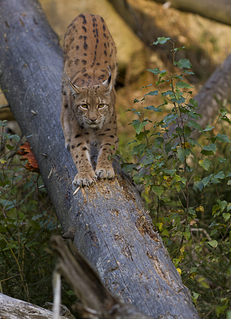 Luchs Titus_4