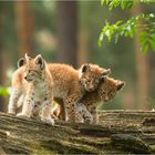 Luchs-Trio