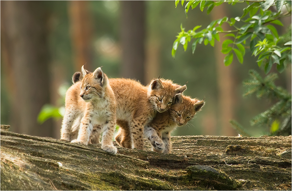 Luchs-Trio von Barbara A.S. 