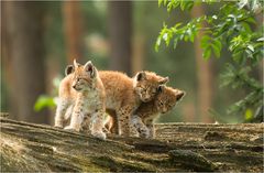 Luchs-Trio