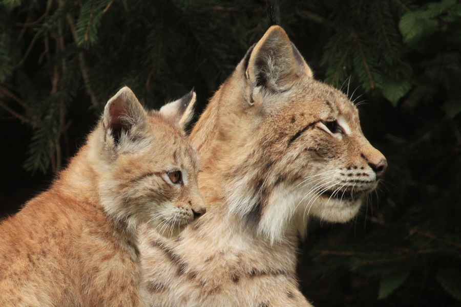 Luchs und Lüchschen