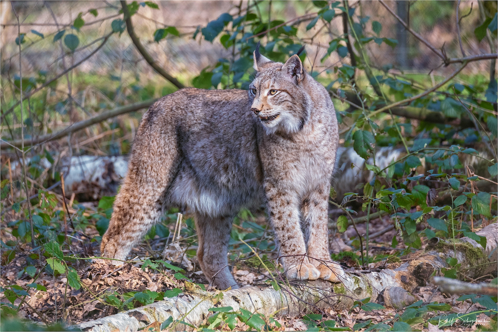 Luchs unterwegs