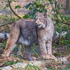 Luchs unterwegs