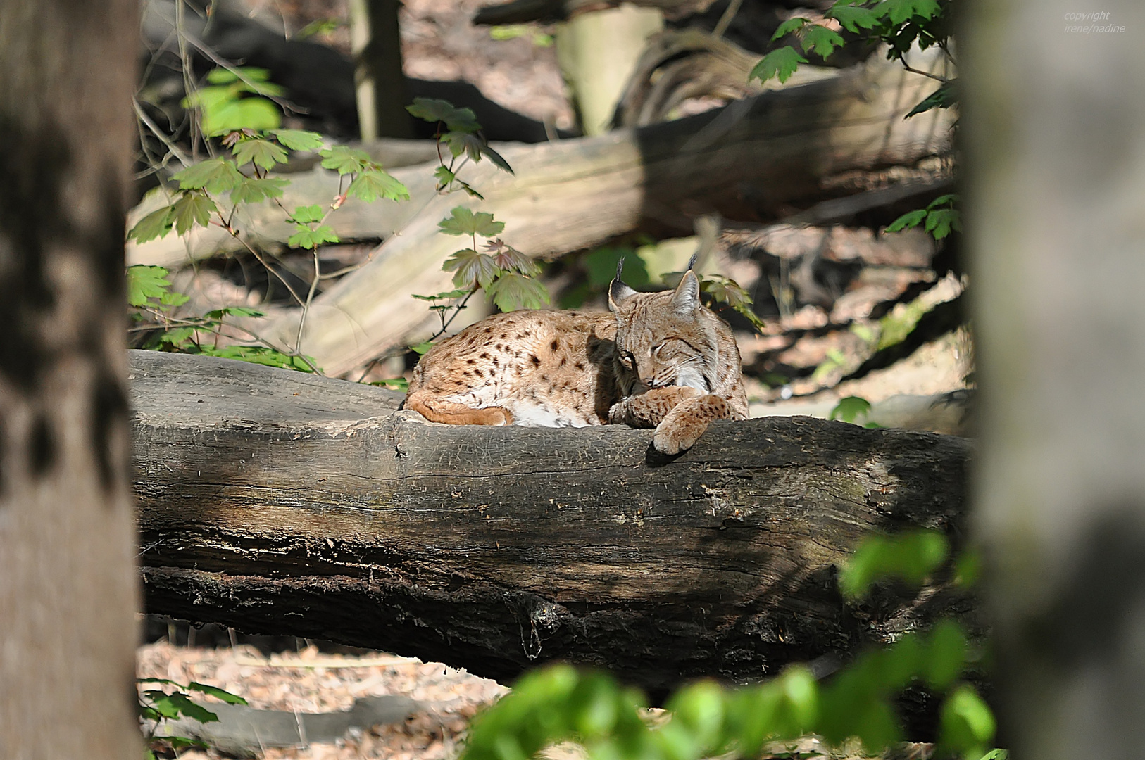 LUCHS ( us ) Rahmen