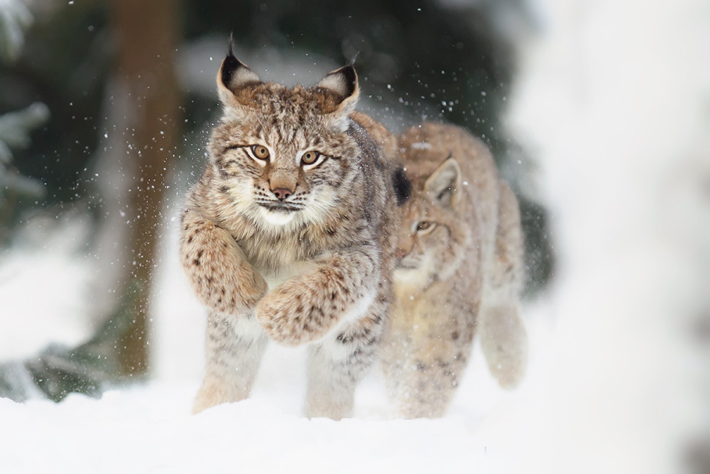 luchs - vollgas