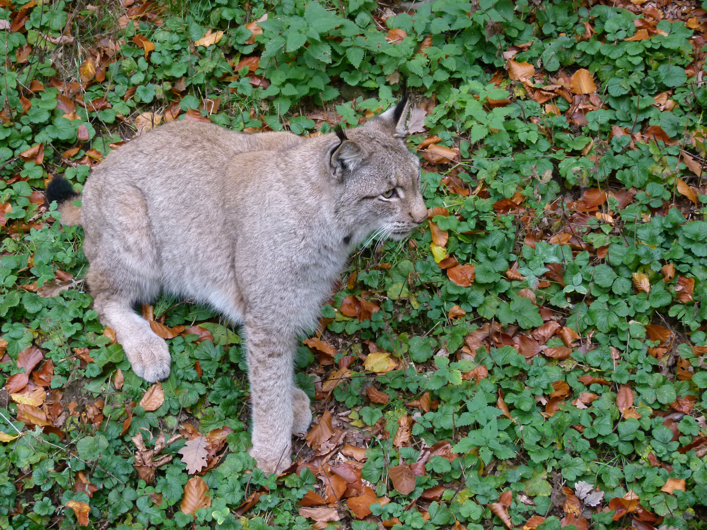 Luchs vor der Fütterung