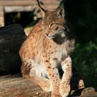 Luchs vor der Mahlzeit