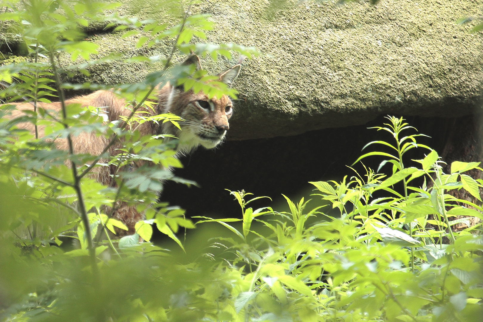 Luchs vor seiner Wohnhöhle